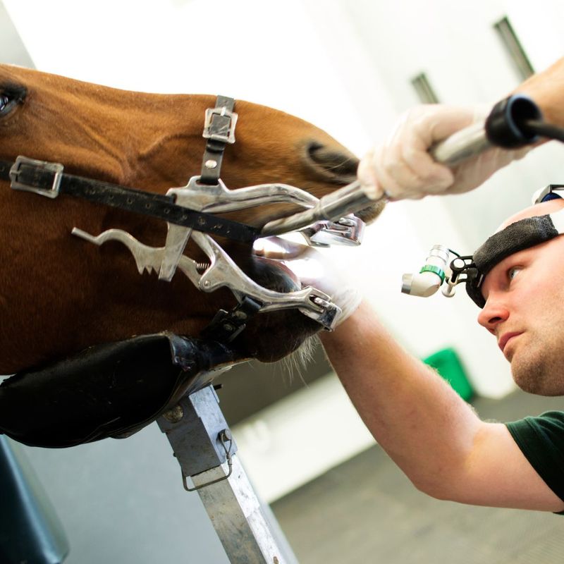 The Importance of Keeping Your Horse's Teeth Clean Carter Veterinary